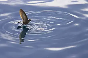 Wilson's Storm-Petrel - Feeding in sheltered bay Neko Harbour, Antarctic Penninsular BI007549