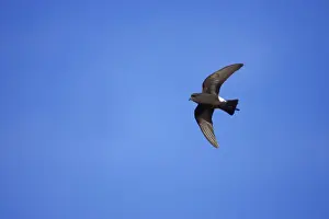 Wilsons Prints: Wilson's Storm-Petrel - In flight Paulette Island, Antarctic Penninsular BI007573