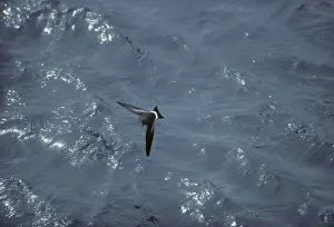 Wilsons Prints: Wilson's Storm Petrel - In Flight Over Sea Antarctica BI006891