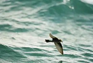 Petrels Prints: Wilson's Storm Petrel In flight over the water