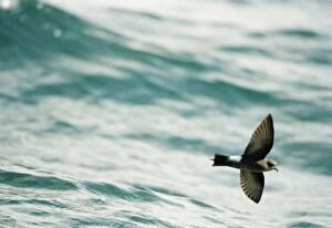 Wilsons Storm Petrel - In flight over the water