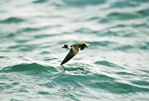 Wilson's Storm Petrel In flight over water