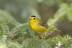 Images Dated 12th June 2006: Wilson's Warbler