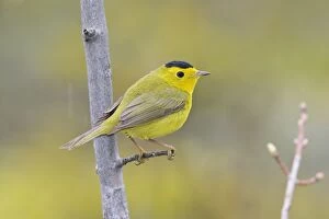 Images Dated 26th May 2008: Wilson's Warbler