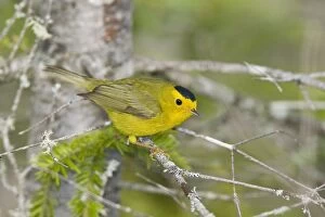 Images Dated 27th May 2008: Wilson's Warbler