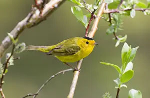Warblers Prints: Wilson's Warbler - adult male on breeding territory in the Snowy Range - Wyoming in July - USA