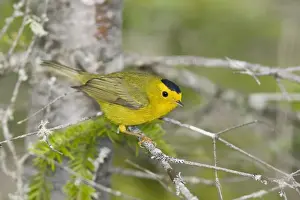 Wilson's Warbler - Maine USA May