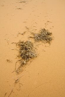 Images Dated 16th May 2007: Wind Blown Detritus - This plant matter forms the very basis of the food chain in the Namib Desert