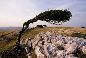 Wind Prints: Wind-trimmed Hawthorn Homphrey Head, Lancashire, UK