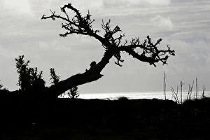 Windblown tree on the northeast coast.in silhouette