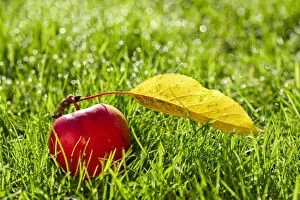 Apples Gallery: Windfall apple and leaf on dewy lawn, Norfolk UK