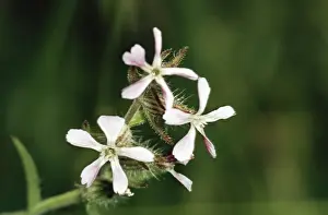 Weeds Prints: Windmill Pink JLM 1008 Small flowered catchfly Silene gallica © J