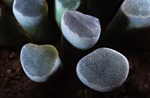 Window Plant - the upper part of the plant collect the least drop of dew