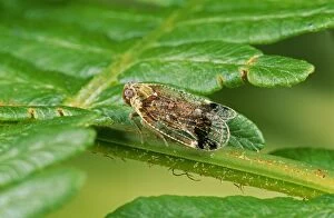 Images Dated 8th December 2010: Winged Froghopper - UK