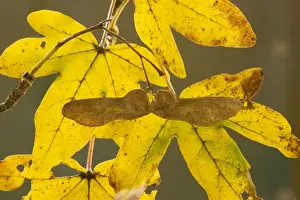 Maples Prints: Winged fruit, keys, and colourful autumn leaves of Field Maple Acer campestre, Dorset