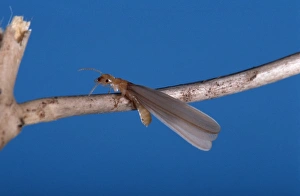 Images Dated 11th May 2007: Winged Queen Termite South America