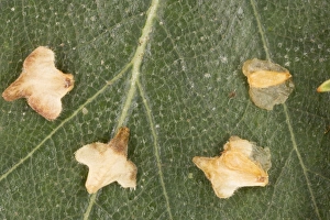 Images Dated 17th August 2006: The winged seeds of silver birch
