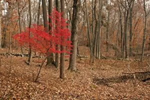 Invasive Gallery: Winged Spindle tree in Autumn (fall) - invasive