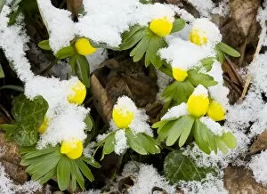 Winter Aconite Eranthis hyemalis in flower in the snow, flowers partly closed against the cold