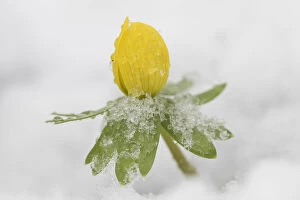 Winter Aconite - flowering plant in snow - Germany