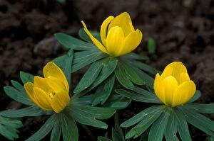 Images Dated 14th April 2005: Winter Aconite - Make floral carpet beneath trees - hardy, winter/spring flowering perennials. UK