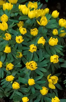 Cluster Prints: Winter Aconite - Make floral carpet beneath trees - hardy