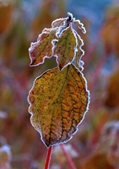 Winter Beauty - Rimmed frost on Common Dogwood leaves - December