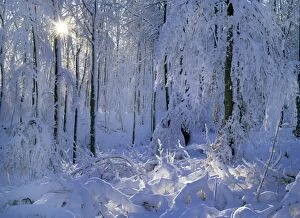 Winter forest - deeply snow covered trees and branches in forest with winter sun shining through