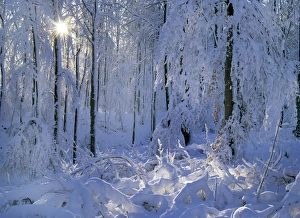 Images Dated 8th March 2007: Winter forest deeply snow covered trees and branches in forest with winter sun shining through