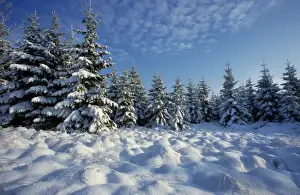 Clearing Prints: Winter landscape with pine-wood and snow / Hautes fagnes / Belgium