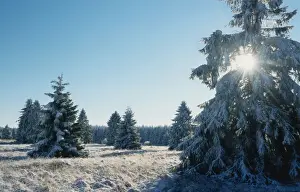 Winter landscape with pine-wood and snow / Hautes fagnes / Belgium