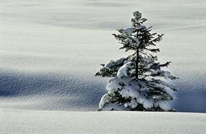 Winter landscape with spruce-fir in snow with star on tree