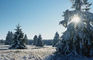 Winter landscape spruce woodland in snow