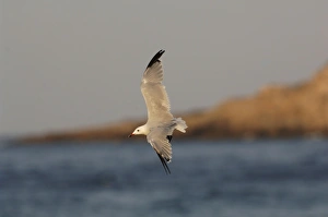 Images Dated 4th September 2006: Winter moulting Audouins Gull - Tarifa Spain September