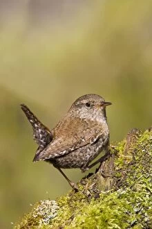 Images Dated 5th May 2008: Winter / Northern Wren
