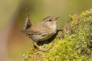 Winter / Northern Wren - Maine USA May
