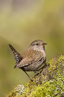 Wren Prints: Winter / Northern Wren - Maine USA May
