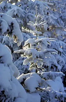 Spruces Prints: Winter with pine-wood and snow / Hautes fagnes / Belgium