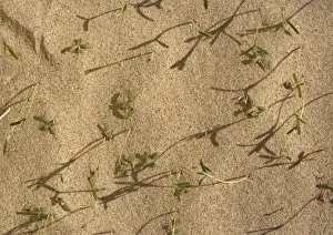 Winter Rainfall - seedlings comong up in Eureka Dunes after heavy winter rain. Death Valley National Park, USA