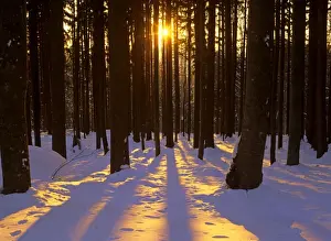 Abstract Prints: Winter scenery coniferous forest in late evening light with sun beams throwing an orange glow on snow-covered ground