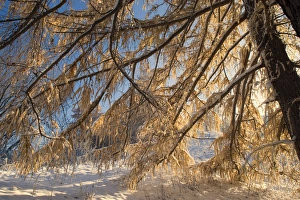 Images Dated 16th November 2007: winter scenery - early snow has fallen and covers european larches