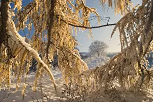 Larches Prints: Winter scenery - early snow has fallen and covers european larches