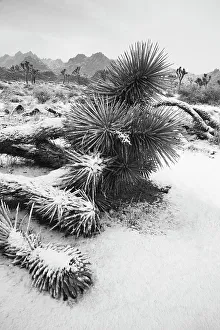 California Gallery: Winter storm, Joshua Tree National Park, California