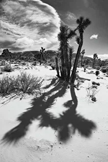 Images Dated 13th August 2021: Winter storm, Joshua Tree National Park, California Date: 26-01-2020