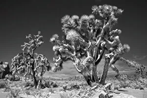Images Dated 13th August 2021: Winter storm, Joshua Tree National Park, California Date: 26-01-2020