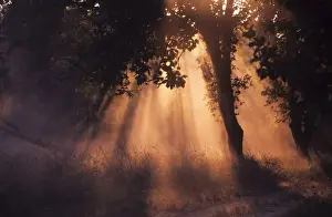 Sun Rays Prints: Winter sun - breaking through the sal forest, Kanha National Park, India
