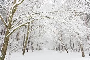 Images Dated 5th February 2012: Winter woodland with snow