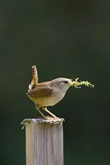 Material Prints: (Winter) Wren Back-lit image of male carrying moss for nest material. Cleveland. UK