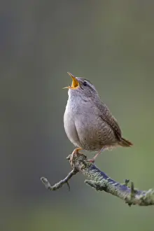 (Winter) Wren Back-lit image of wren singing in early morning light. Cleveland. UK