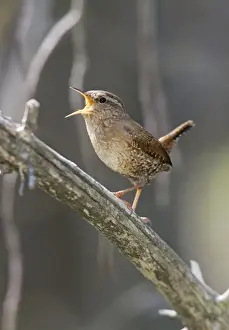Troglodytes Prints: Winter Wren - Spring Connecticut, USA